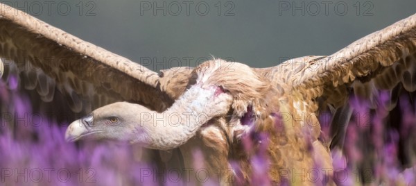 Griffon Vulture (Gyps fulvus) spreading wings in field, Madrid, Spain