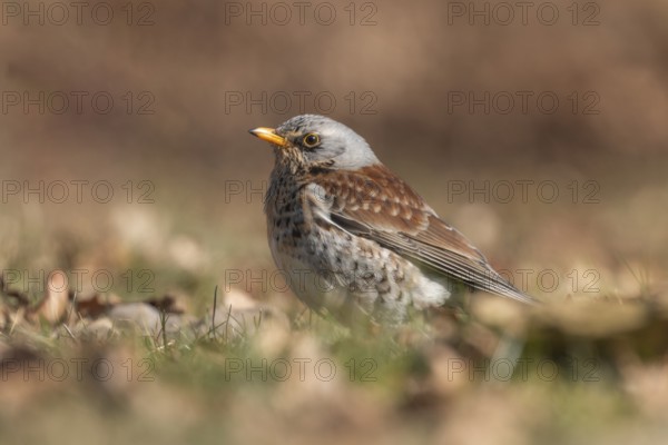 Fieldfare (Turdus pilaris), Lower Saxony, Germany