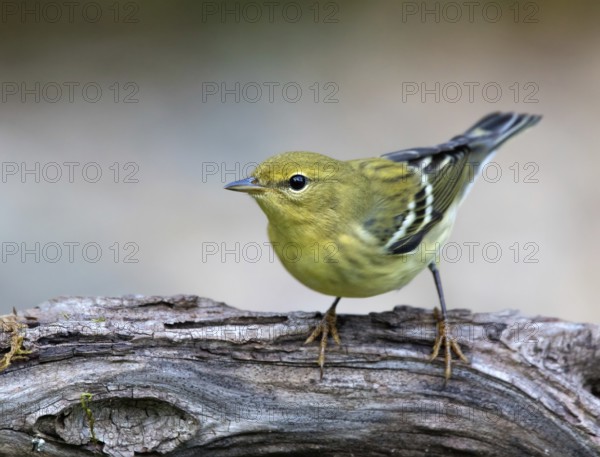 A fall plumage Blackpoll Warbler, Setophaga striata, perched in a wood near Saskatoon, Canada