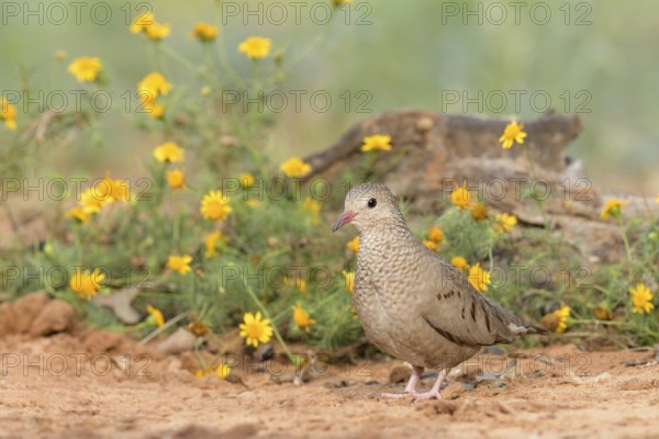 Common Ground Dove (Columbina passerina), Texas, USA