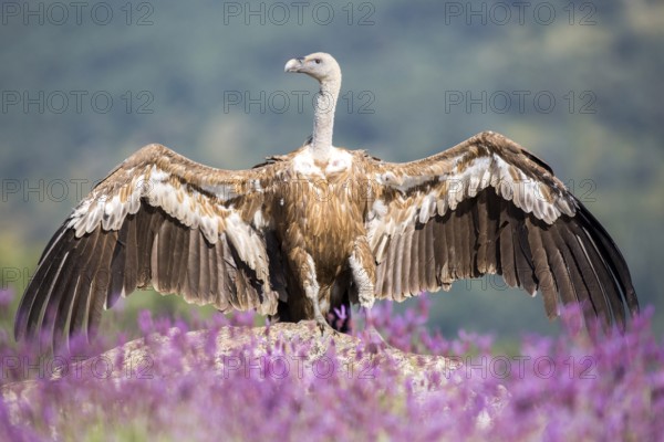 Griffon Vulture (Gyps fulvus) spreading wings in field, Madrid, Spain