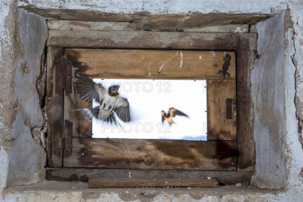 Barn Swallow (Hirundo rustica) flying into a barn, Extremadura, Spain
