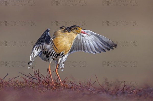 Ruff (Calidris pugnax) territorial male in breeding plumage displaying by flapping wings during courtship display at lek in spring, Scandinavia