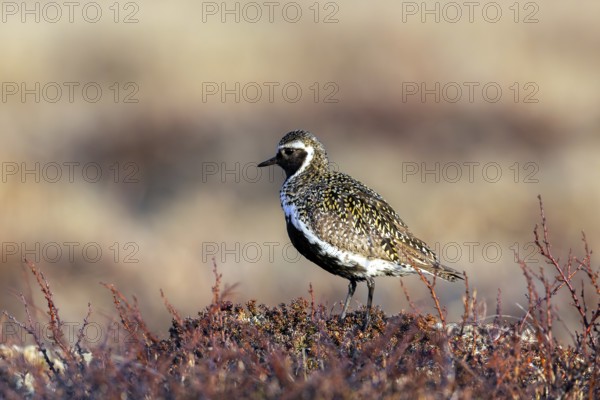 European golden plover, Eurasian golden plover (Pluvialis apricaria) male in breeding plumage on the tundra in spring, Jämtland, Sweden, Scandinavia