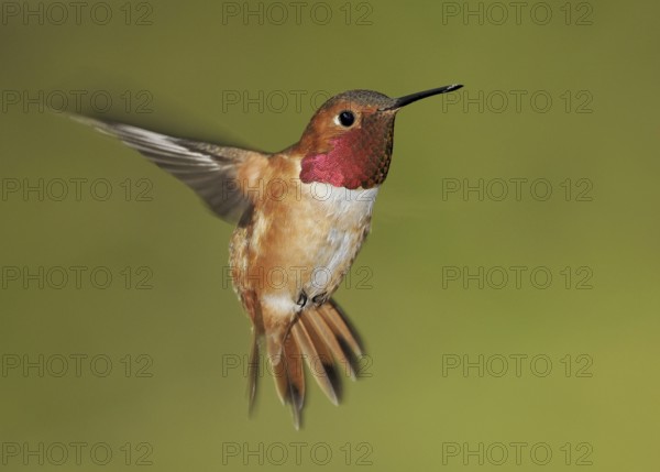 Rufous Hummingbird (Selasphorus rufus) male, British Columbia, Canada