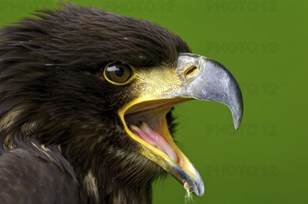 Bald Eagle (Haliaeetus leucocephalus) juvenile calling, North Rhine-Westphalia, Germany