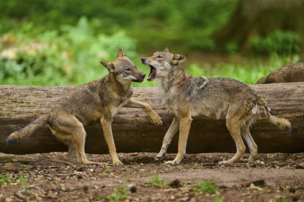 Wolf (Canis lupus), a tense moment between two wolves in front of a tree trunk in the forest, Germany