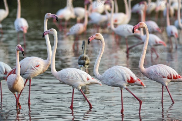 Pink flamingos (Phoenicopterus roseus), standing in the pond, Pont de Gau Bird Park, Saintes-Maries-de-la-Mer, Camargue Regional nature park Park, France
