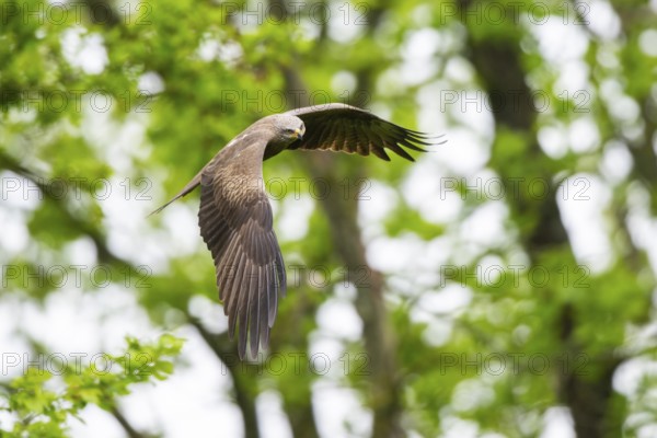 Black kite (Milvus migrans) flying in a forest in early summer, Bavaria, Germany