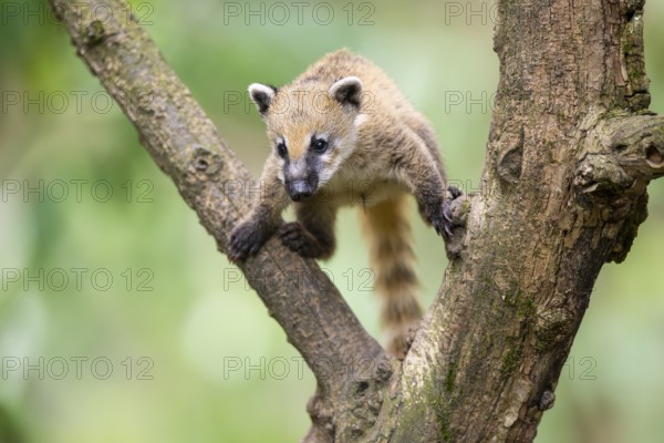 South American coati (Nasua nasua) youngster klimbing a little tree, captive, Zoo Augsburg