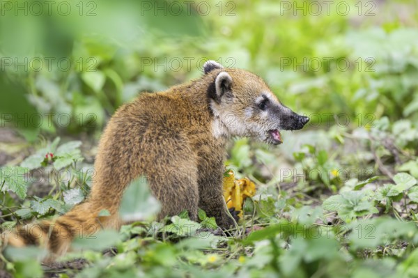 South American coati (Nasua nasua) youngster sitting on the ground, captive, Zoo Augsburg