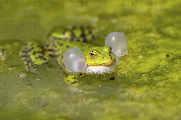 Edible frog (Pelophylax esculentus) in water, Bavaria, Germany