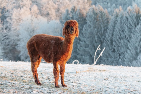 A brown alpaca (Vicugna pacos) stands in the early morning light on a frozen meadow in hilly terrain. A forest covered in hoarfrost can be seen in the background. Captive, Germany