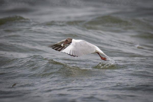 Black-headed gull (Chroicocephalus ridibundus) in summer plumage, with a small fish in its beak, near Hvide Sande, Ringkøbing Fjord, North Sea, Denmark