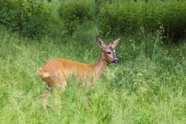 A female roe deer (Capreolus capreolus) stands in a green meadow. Bavaria, Germany