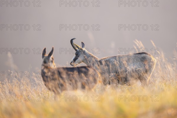 Chamois (Rupicapra rupicapra) mother with her youngster on a meadow in the Vosges Mountains, wildlife, France
