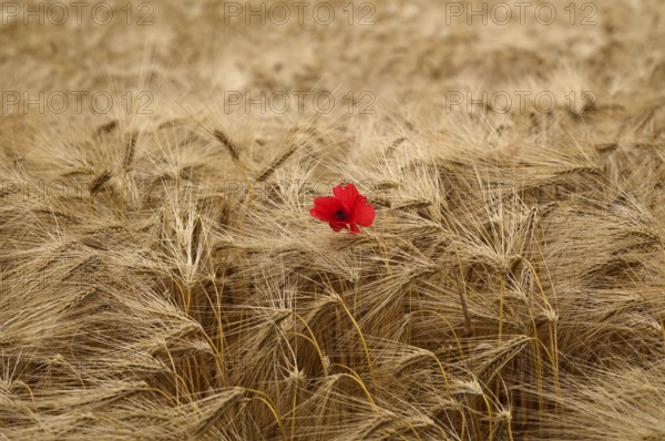 Corn poppy (Papaver rhoeas) in barley field, barley, (Hordeum vulgare) cereals, Normandy, Calvados, France