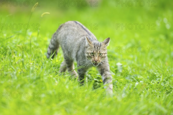 European wildcat (Felis silvestris silvestris) on a meadow, Hesse, Germany