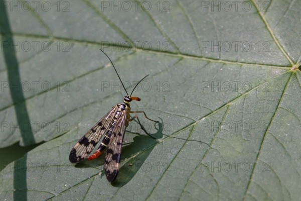 Scorpion fly (Panorpa communis) on a leaf, June, Saxony, Germany