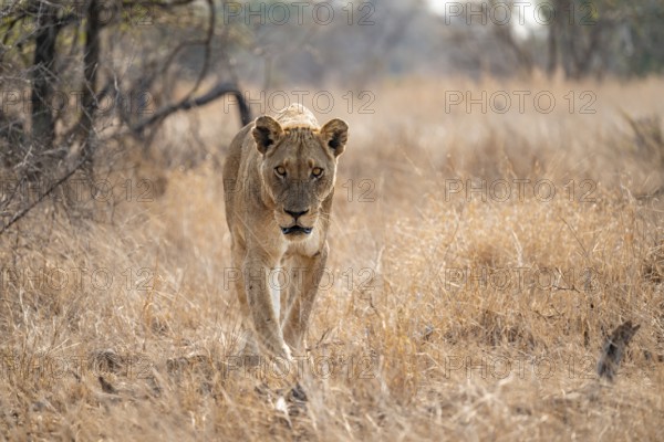 Looking into the camera, lioness on the prowl, Kruger National Park, South Africa