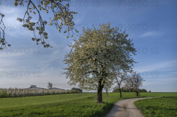 Old flowering cherry tree (Prunus avium), on the left a young, flowering cherry orchard, Franconia, Bavaria, Germany