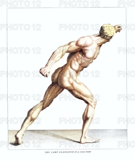 Anatomy, symbolic, man, side view of the gladiator in the Villa Borghese, Rome, Italy, anatomical view, antique sculpture of a muscular gladiator in a dynamic pose without clothes