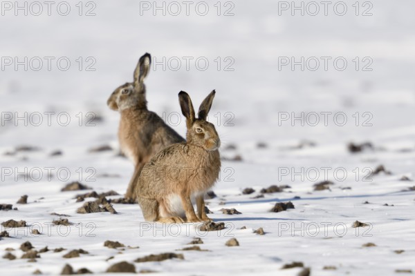 Winter hares... European hare (Lepus europaeus), two hares on a snowy field, funny facial expression, hares have a strong character, are expressive, native nature in the Lower Rhine region, Rhineland, North Rhine-Westphalia, Germany, Western Europe