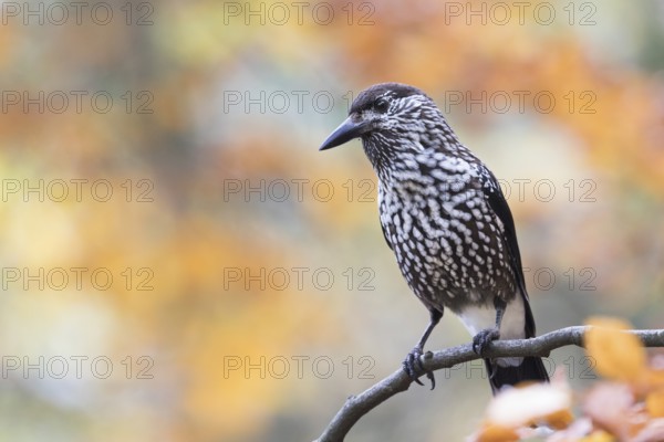 Nutcracker - Tannenhäher - Nucifraga caryocatactes ssp. caryocatactes, Germany, adult