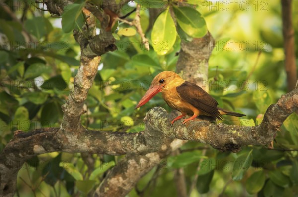 Brown-winged Kingfisher (Pelargopsis amauroptera) male perched on a branch, West Bengal, India