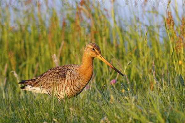 Black-tailed Godwit (Limosa limosa), Netherlands