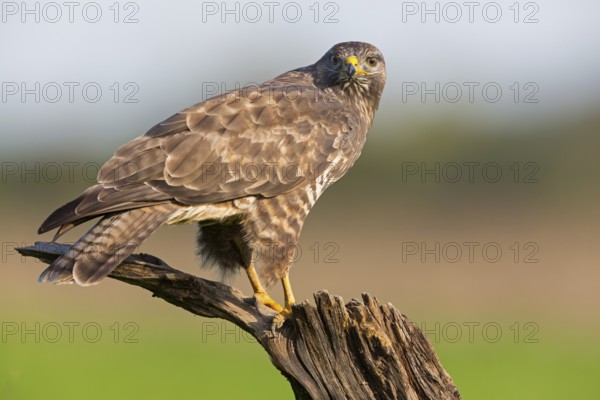 Mäusebussard, Common Buzzard, Buzzard, Eurasian Buzzard, Buteo buteo, Buse variable, Busardo Ratonero