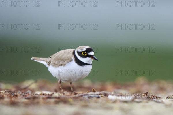 Little Ringed Plover (Charadrius dubius) male, North Rhine-Westphalia, Germany