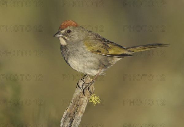 Green-tailed Towhee (Pipilo chlorurus), Oregon, USA