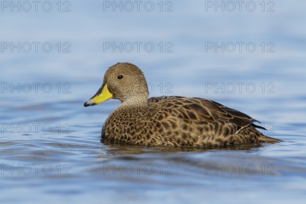 South Georgia Pintail (Anas georgica georgica) swimming in the ocean near South Georgia Island