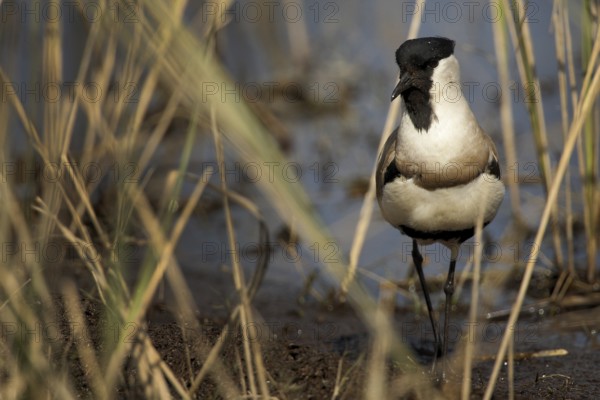 River Lapwing (Vanellus duvaucelii), Uttarakhand, India