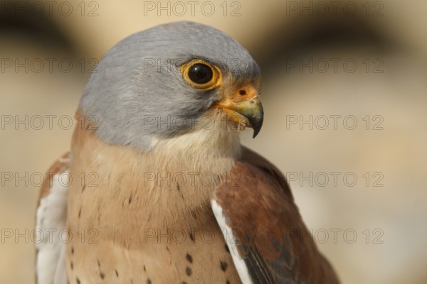 Lesser Kestrel (Falco naumanni), male portrait, Castile-La Mancha