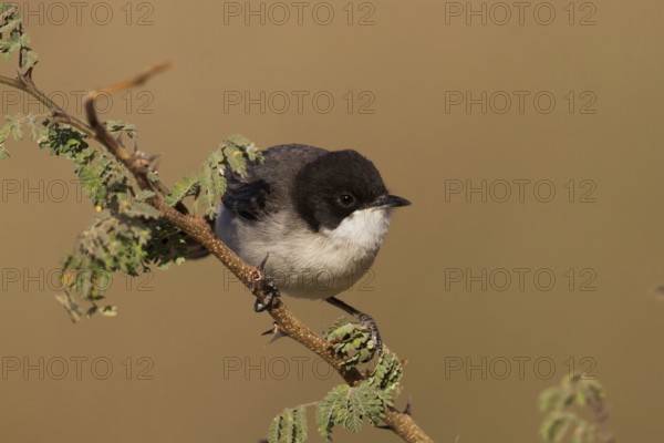 Arabian Warbler (Sylvia leucomelaena) perched on a branch, Oman