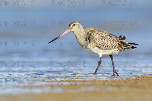 Bar-tailed Godwit (Limosa lapponica), Northern Territory, Australia