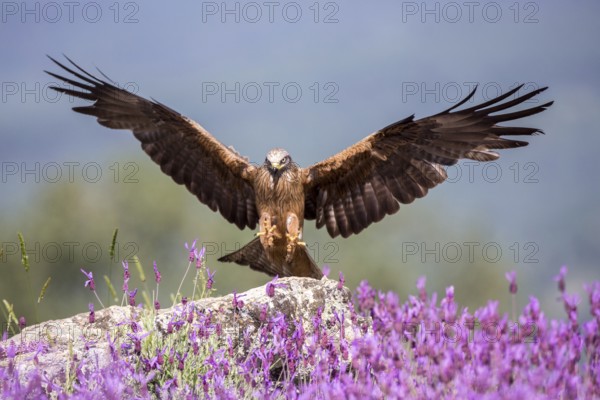 Black Kite (Milvus migrans) landing, Madrid, Spain