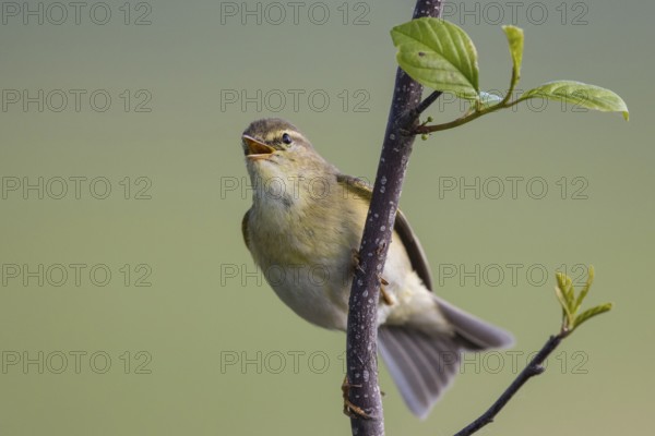 Willow Warbler (Phylloscopus trochilus) male singing from a branch, North-Rhine-Westphalia, Germany