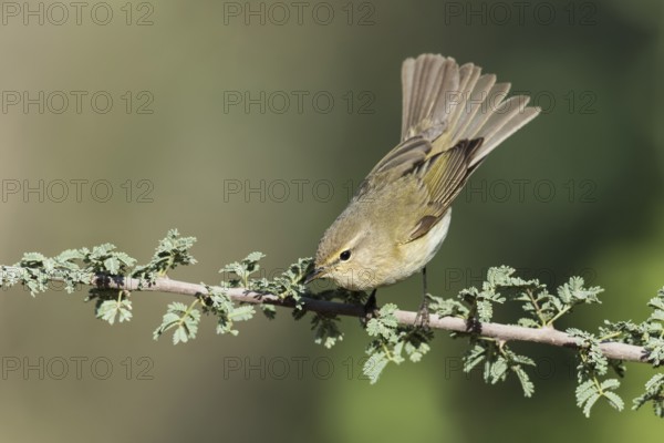 Common Chiffchaff (Phylloscopus collybita), Eilat, Israel