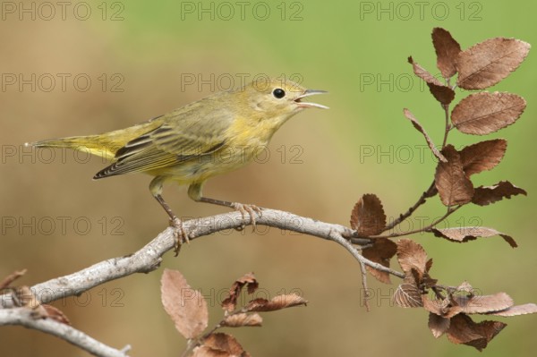 American Yellow Warbler (Setophaga aestiva) female, Texas, USA