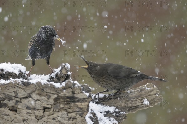 Common Starling & Common Blackbird (Sturnus vulgaris & Turdus merula), North Rhine-Westphalia, Germany