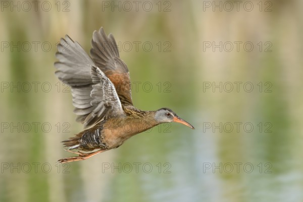 Virginia Rail (Rallus limicola) flying, British Columbia, Canada