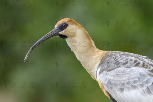 Black-faced Ibis (Theristicus melanopis), San Martin, Argentina