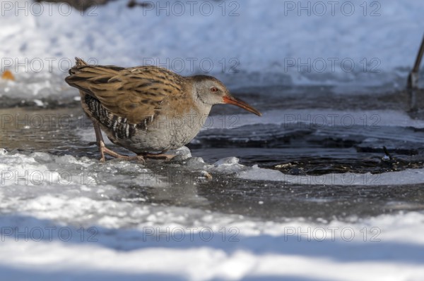 Water Rail (Rallus aquaticus) at an icehole, Mecklenburg-Western Pomerania, Germany