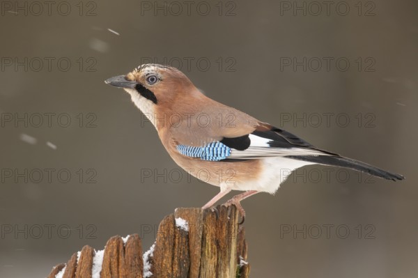 Eurasian Jay (Garrulus glandarius), Lower Saxony, Germany