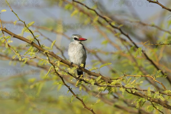 Woodland Kingfisher (Halcyon senegalensis), Lake Baringo, Kenia