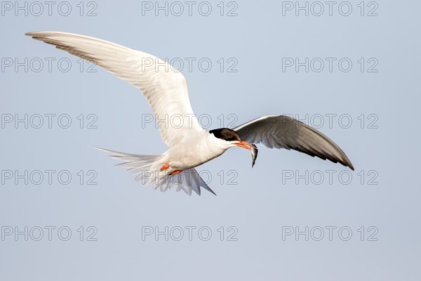 Common Tern (Sterna hirundo) flying with fish prey in beak, Danube Delta, Romania