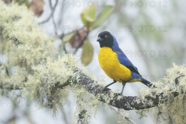 Hooded Mountain Tanager (Buthraupis montana), Cusco, Peru